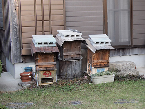 日本みつばちの蜂蜜採取