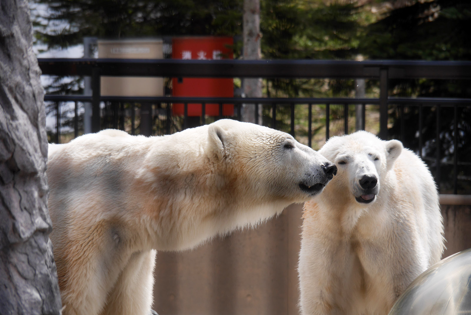 激寒の旭山動物園でみた動物たち その1 Kahan plus