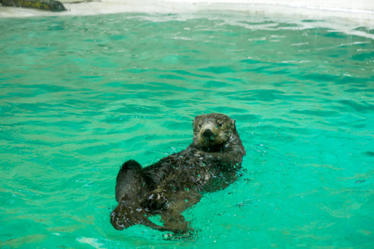 ラッコのロイズ